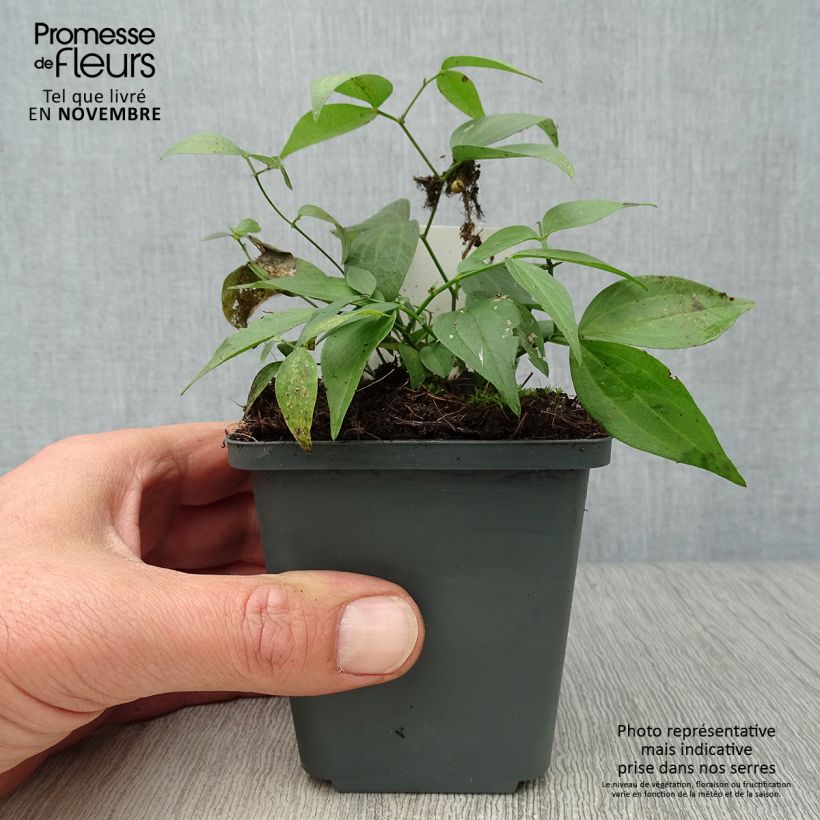 Esemplare di Lathyrus vernus - Cicerchia primaticcia Vasetto da 8/9 cm come consegnato in autunno
