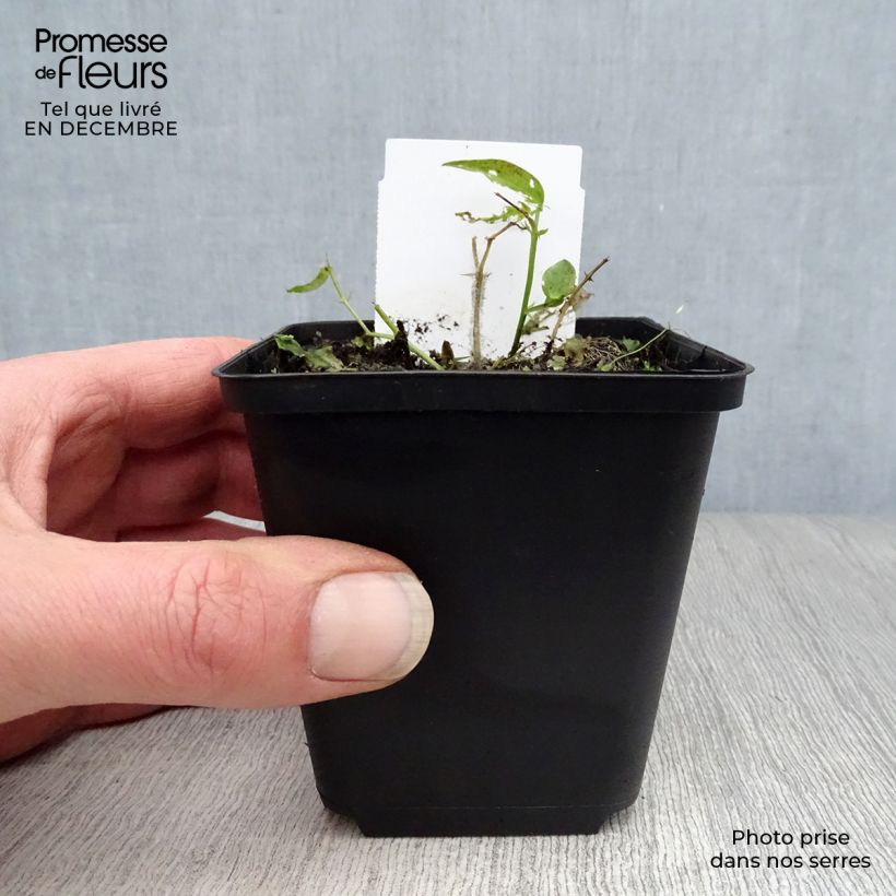 Lathyrus vernus - Cicerchia primaticcia Vasetto da 8/9 cm esemplare consegnato in inverno