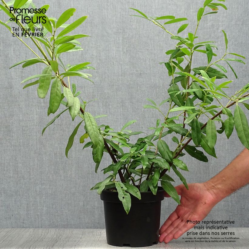 Esemplare di Lauroceraso Zabeliana Vaso da 4L/5L come consegnato in autunno