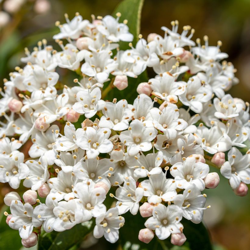 Viburnum tinus Giganteum (Fioritura)