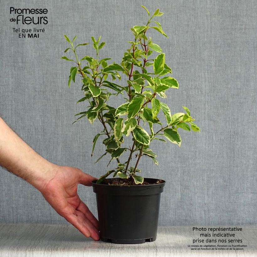 Viburnum tinus Variegatum Vaso da 2L/3L esemplare consegnato in primavera