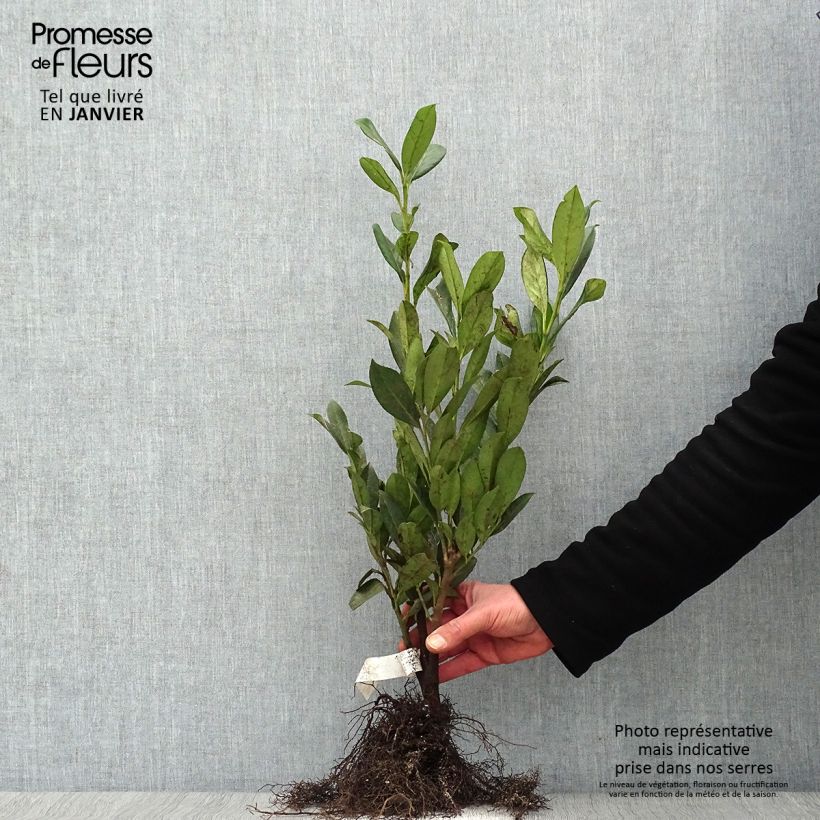 Lauroceraso Caucasica Piante piccole a radice nuda esemplare consegnato in inverno