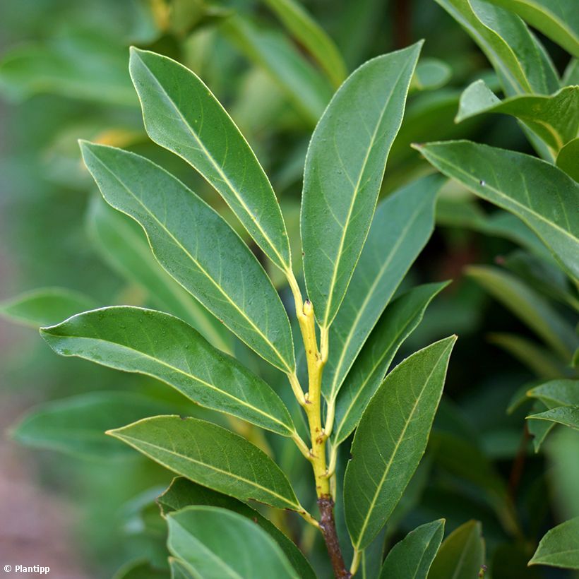 Lauroceraso Elly (Fogliame)
