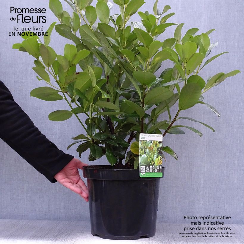 Esemplare di Lauroceraso Etna Vaso da 4L/5L come consegnato in autunno