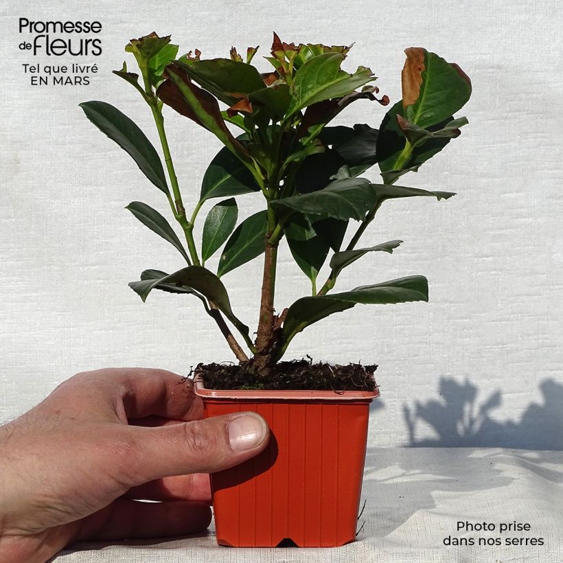 Lauroceraso Etna Vasetto da 8/9 cm esemplare consegnato in primavera