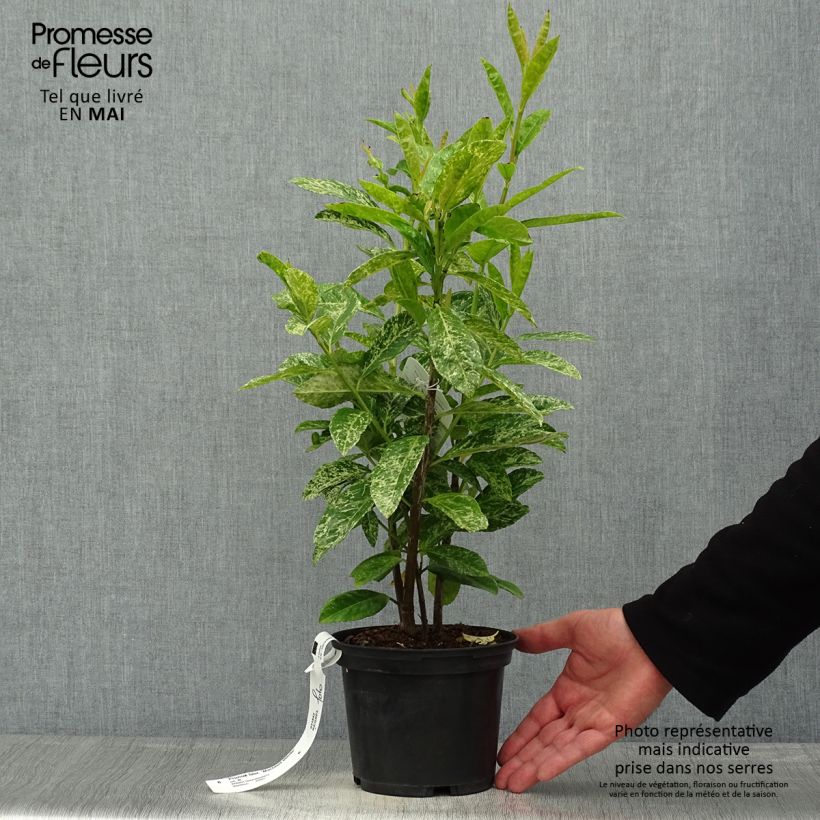 Lauroceraso Marbled White Vaso da 2L/3L esemplare consegnato in primavera