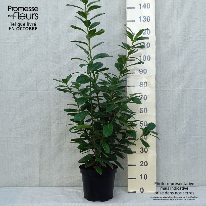 Esemplare di Lauroceraso Novita Vaso da 7,5L/10L come consegnato in autunno