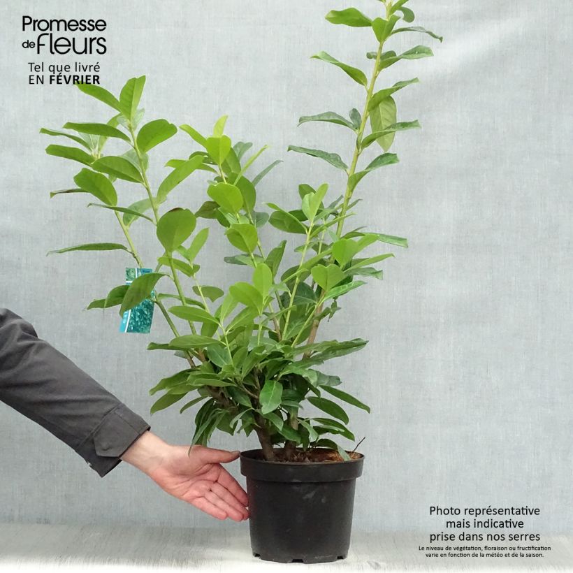 Lauroceraso Novita Vaso da 4L/5L esemplare consegnato in inverno