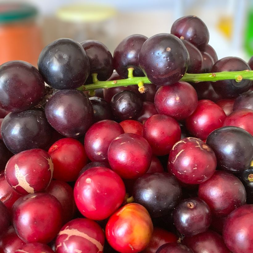 Lauroceraso Otto Luyken (Raccolta)