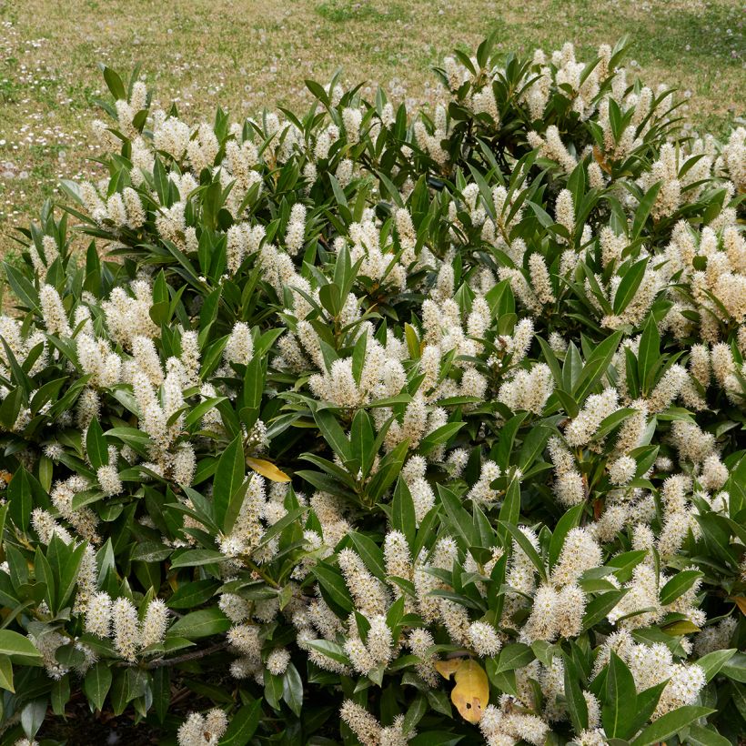 Lauroceraso Otto Luyken (Porto)