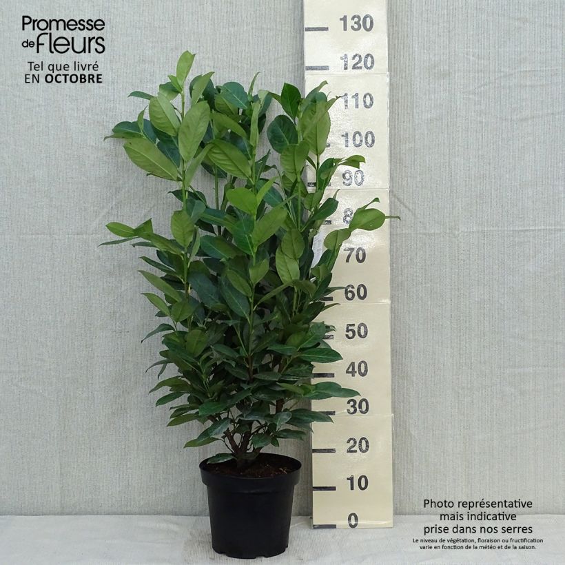 Esemplare di Lauroceraso Rotundifolia Vaso da 7,5L/10L come consegnato in autunno