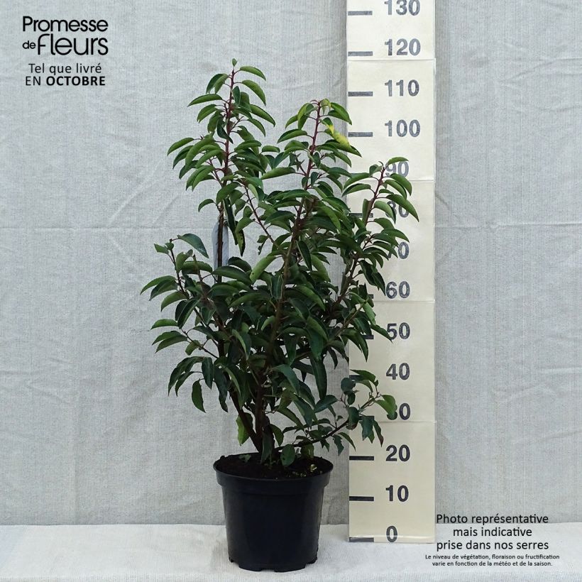 Esemplare di Prunus lusitanica - Lauro del Portogallo Vaso da 7,5L/10L come consegnato in autunno