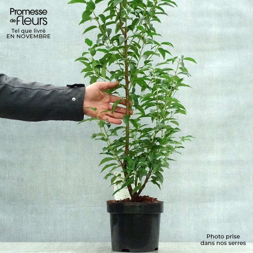 Esemplare di Prunus lusitanica Angustifolia - Lauro del Portogallo Vaso da 3L/4L come consegnato in autunno