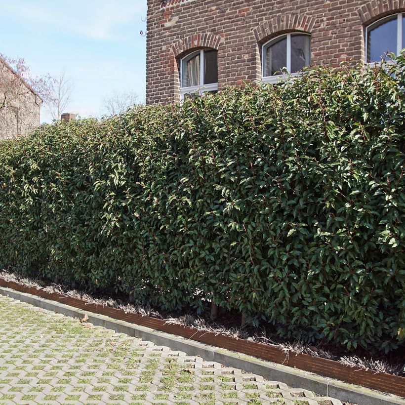 Prunus lusitanica Angustifolia - Lauro del Portogallo (Porto)