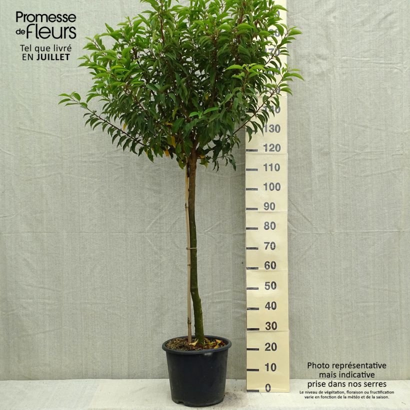 Esemplare di Prunus lusitanica Myrtifolia - Lauro del Portogallo Vaso da 12L/15L, Vaso impalcato medio consegnato in estate