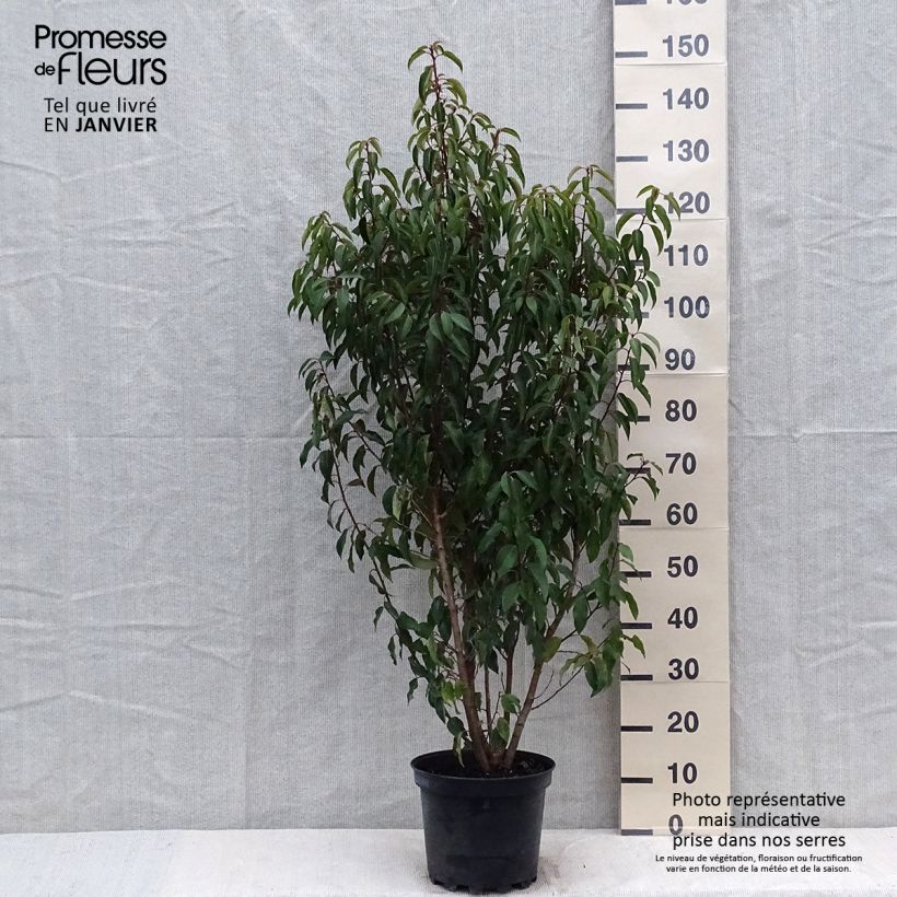 Prunus lusitanica Myrtifolia - Lauro del Portogallo Vaso da 6L/7L esemplare consegnato in inverno
