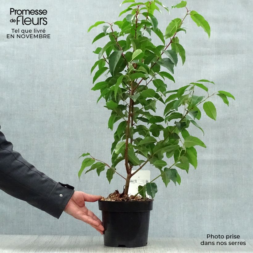 Esemplare di Prunus lusitanica - Lauro del Portogallo Vaso da 3L/4L come consegnato in autunno