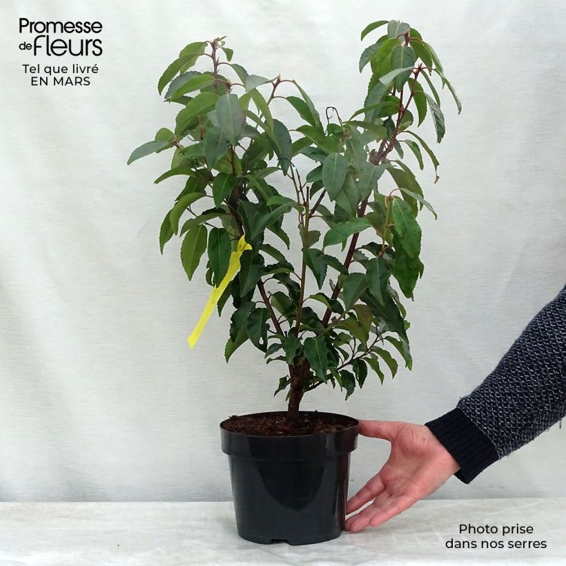 Prunus lusitanica - Lauro del Portogallo Vaso da 3L/4L esemplare consegnato in inverno