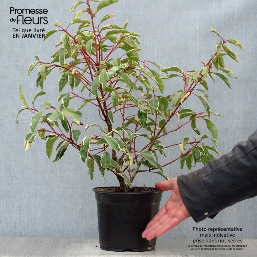 Prunus lusitanica Variegata - Lauro del Portogallo Vaso da 3L/4L esemplare consegnato in inverno