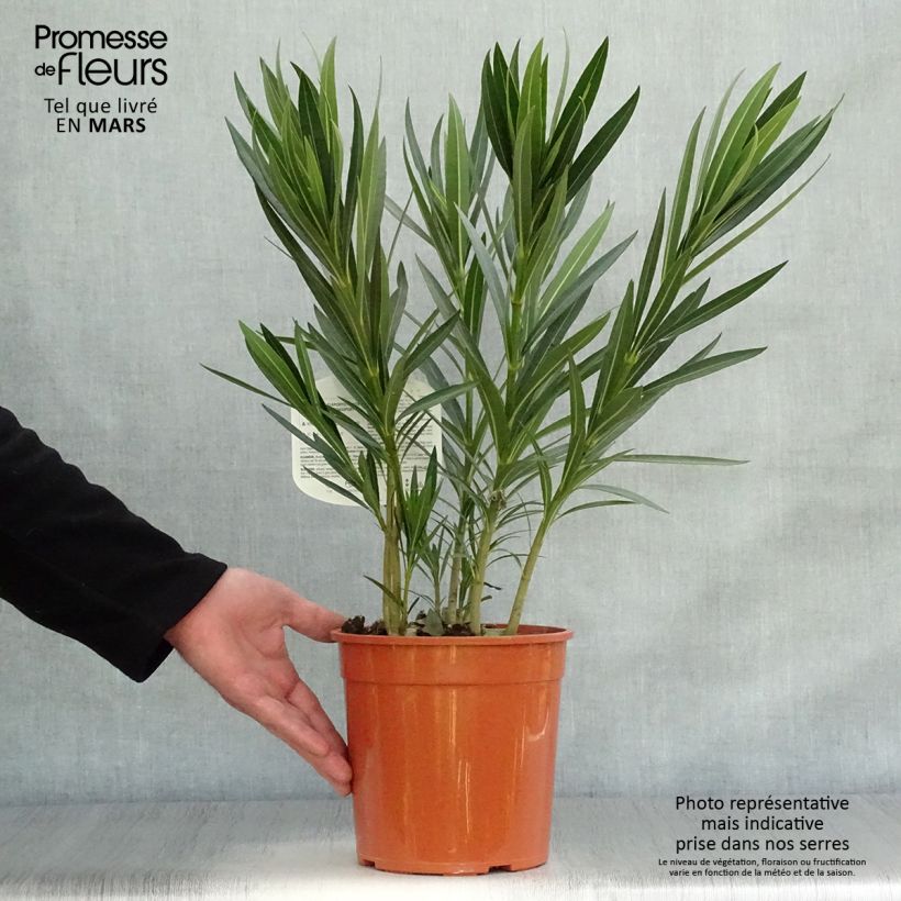 Nerium oleander Alsace - Oleandro Vaso da 3L/4L esemplare consegnato in primavera