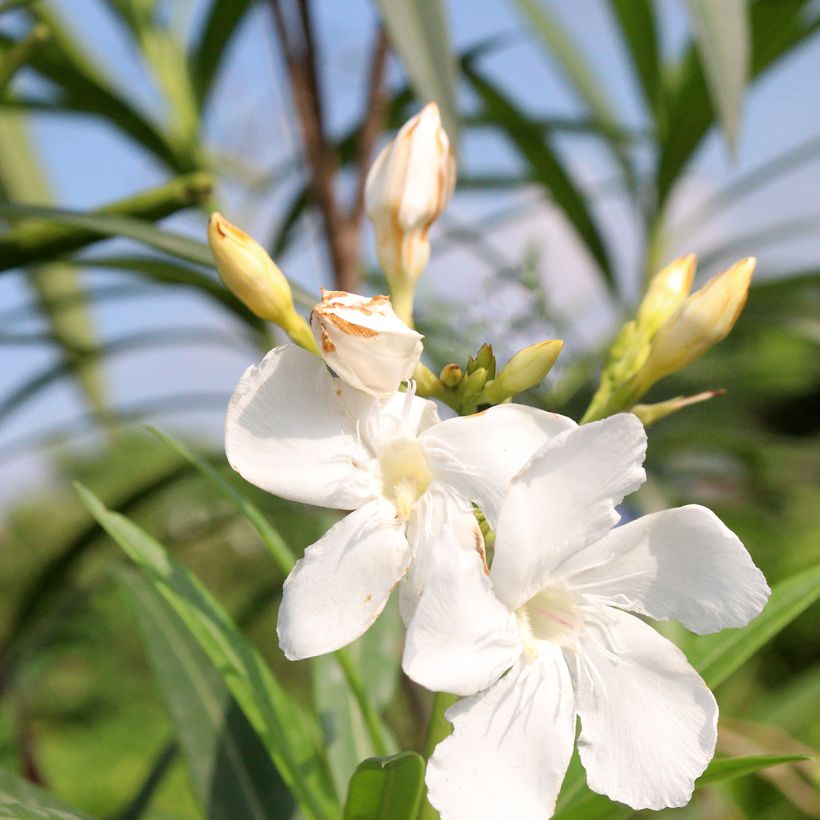 Nerium oleander Alsace - Oleandro (Fioritura)