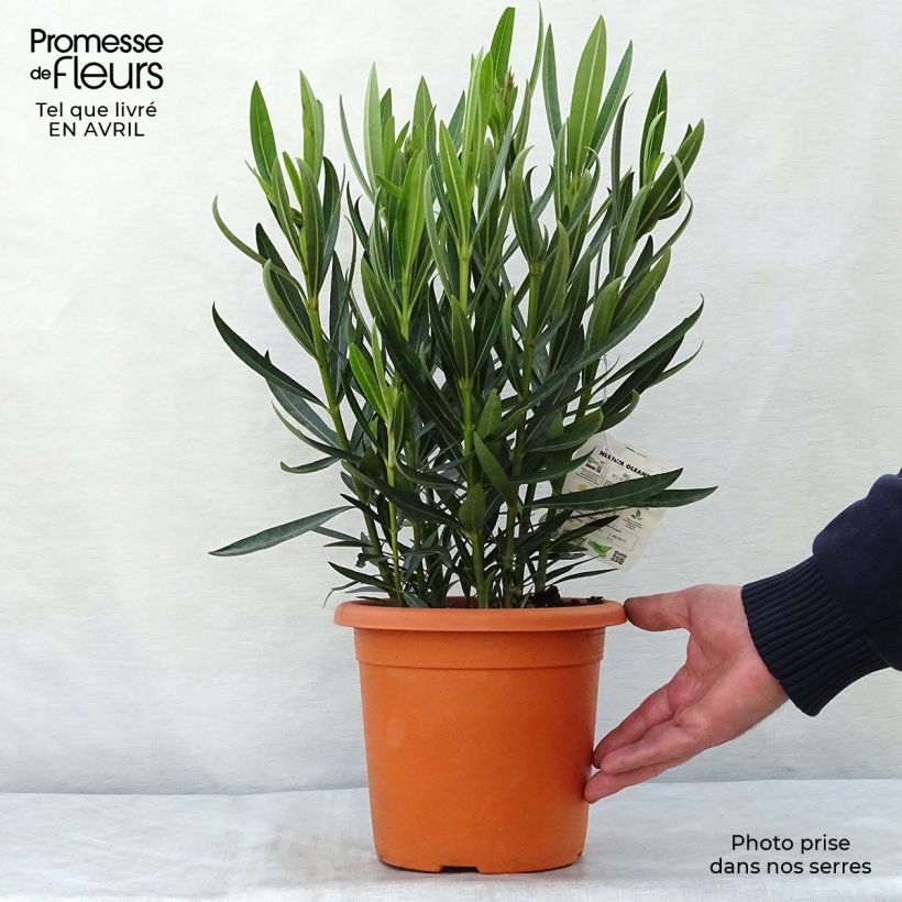 Nerium oleander Angiolo Pucci - Oleandro Vaso da 3L/4L, A cespuglio esemplare consegnato in primavera