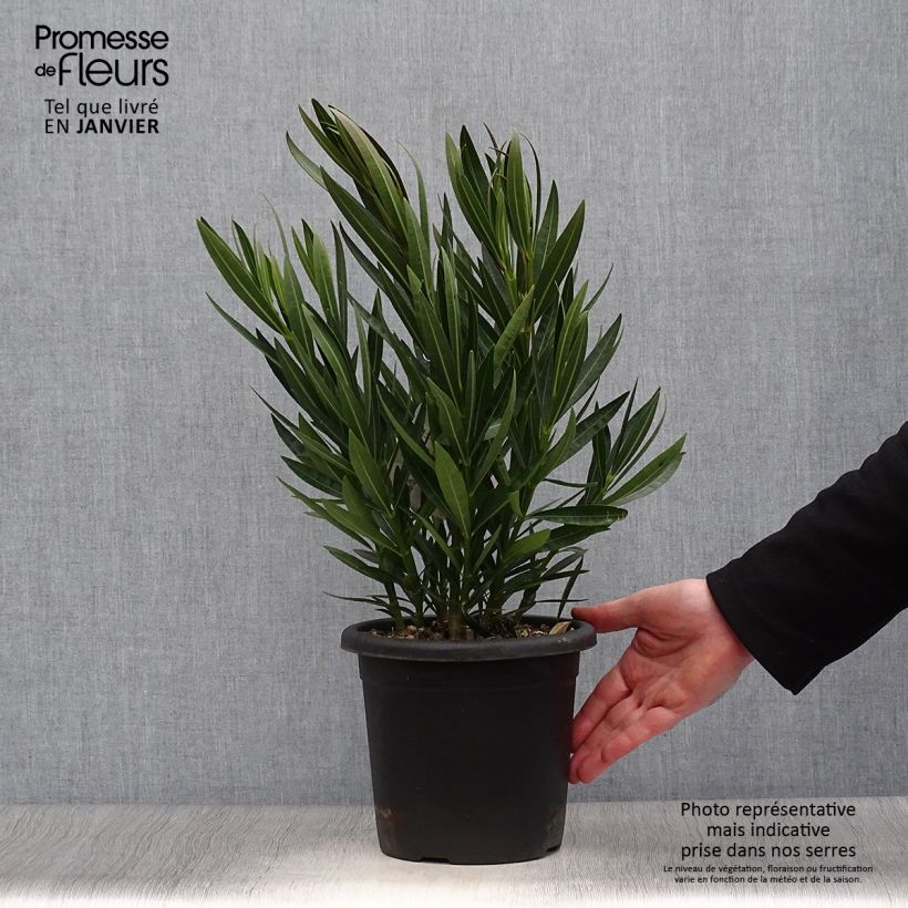 Nerium oleander Angiolo Pucci - Oleandro Vaso da 3L/4L esemplare consegnato in inverno