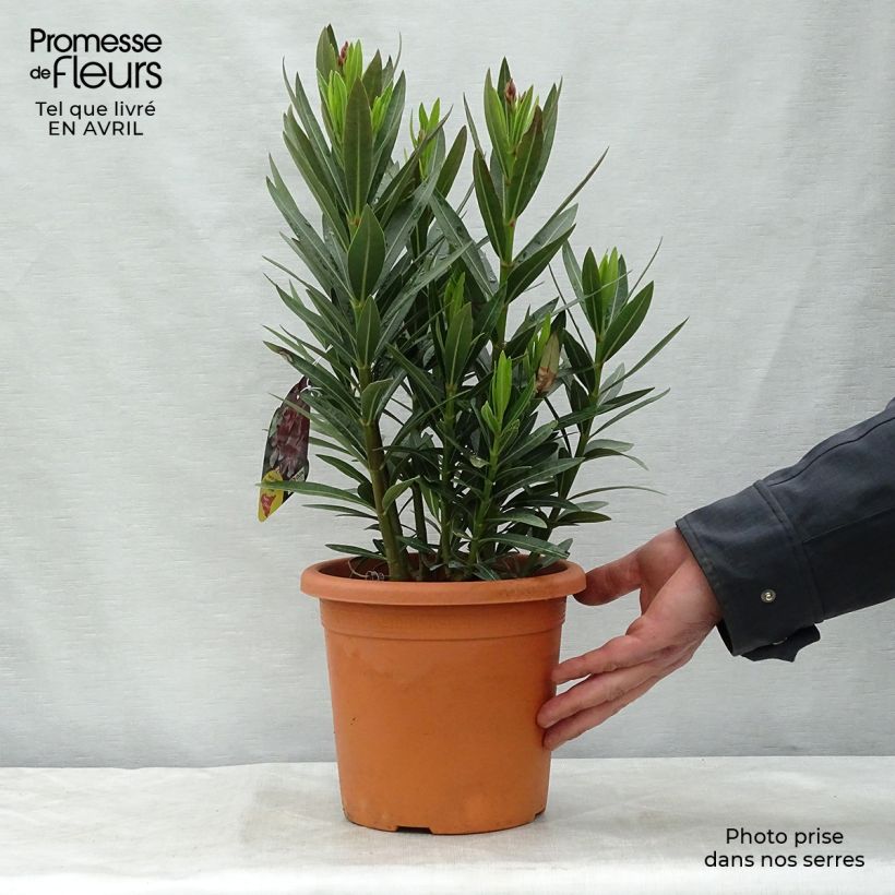 Nerium oleander Emilie - Oleandro Vaso da 3L/4L, A cespuglio esemplare consegnato in primavera