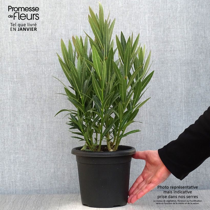 Nerium oleander Emilie - Oleandro Vaso da 3L/4L esemplare consegnato in inverno