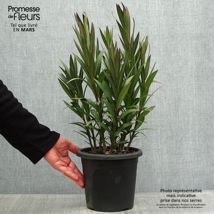 Nerium oleander Italia - Oleandro Vaso da 3L/4L, A cespuglio esemplare consegnato in primavera