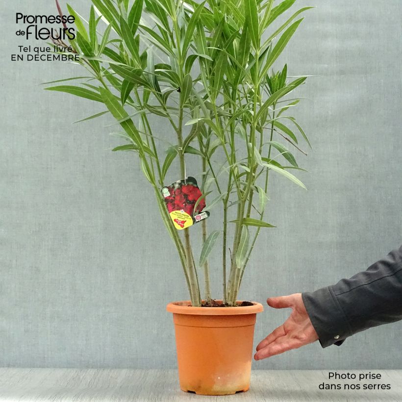 Nerium oleander Jannoch - Oleandro Vaso da 3L/4L esemplare consegnato in inverno