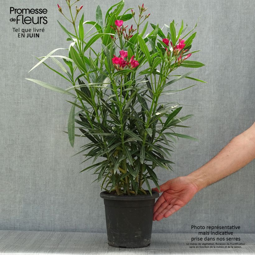 Esemplare di Nerium oleander Jannoch - Oleandro Vaso da 3L/4L, A cespuglio consegnato in estate