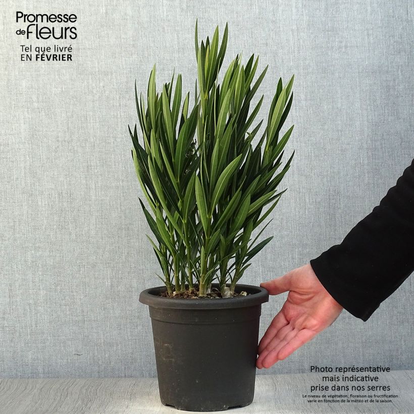 Nerium oleander Luteum Plenum - Oleandro Vaso da 3L/4L esemplare consegnato in inverno