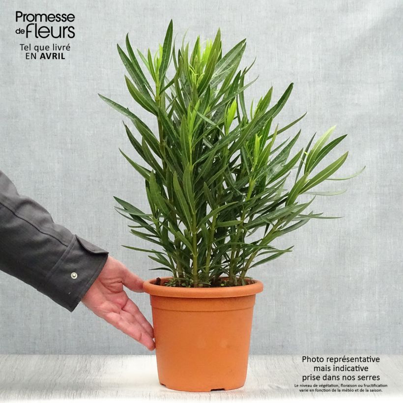 Nerium oleander Luteum Plenum - Oleandro Vaso da 3L/4L, A cespuglio esemplare consegnato in primavera