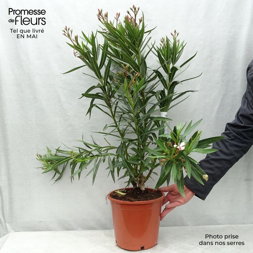 Nerium oleander - Oleandro Vaso da 6L/7L esemplare consegnato in primavera