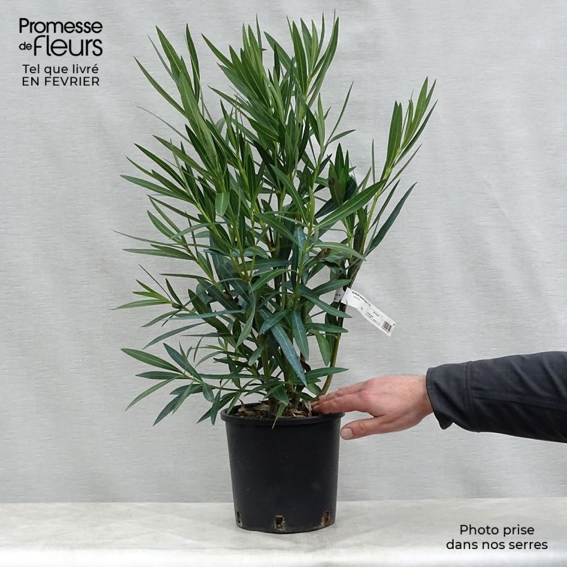 Nerium oleander White - Oleandro Vaso da 2L/3L esemplare consegnato in inverno