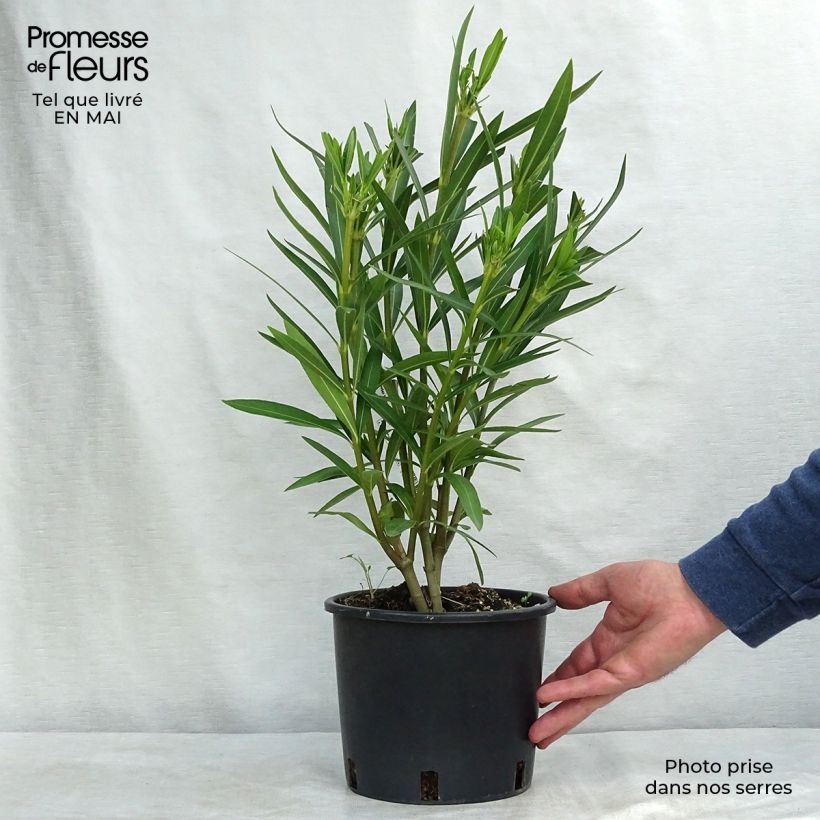 Nerium oleander White - Oleandro Vaso da 2L/3L, A cespuglio esemplare consegnato in primavera