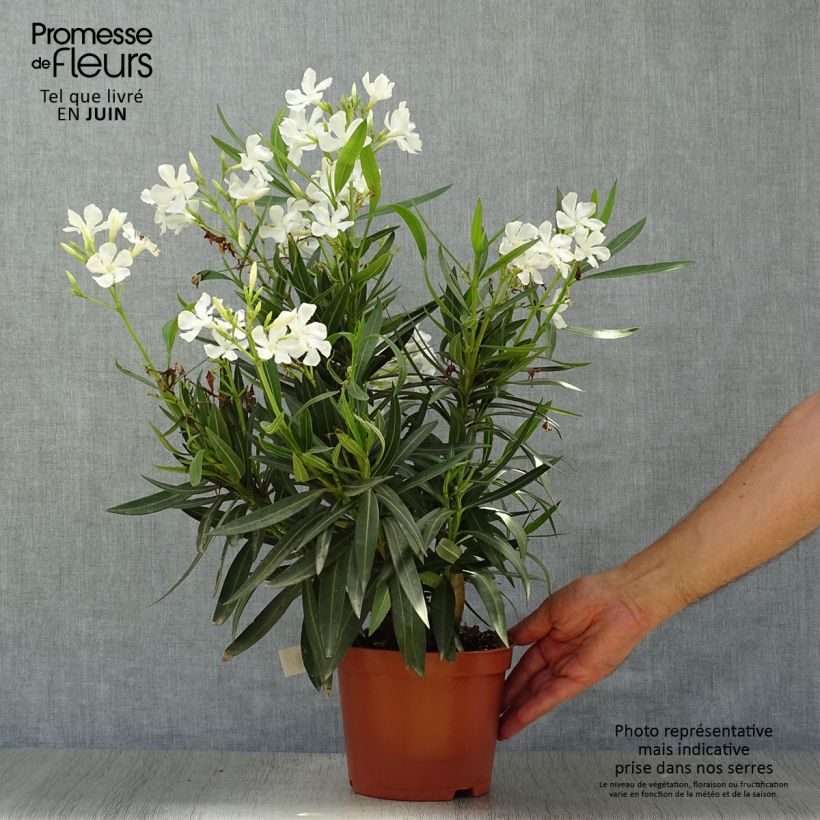 Esemplare di Nerium oleander White - Oleandro Vaso da 2L/3L, A cespuglio consegnato in estate