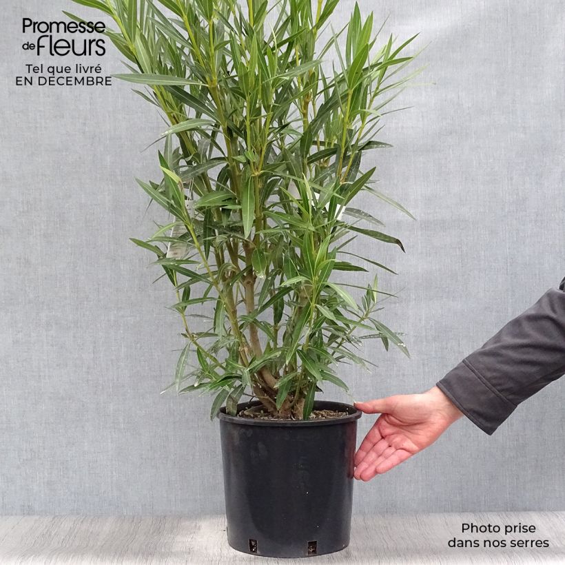 Nerium oleander White - Oleandro Vaso da 6L/7L esemplare consegnato in inverno