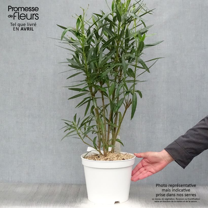 Nerium oleander White - Oleandro Vaso da 6L/7L esemplare consegnato in primavera