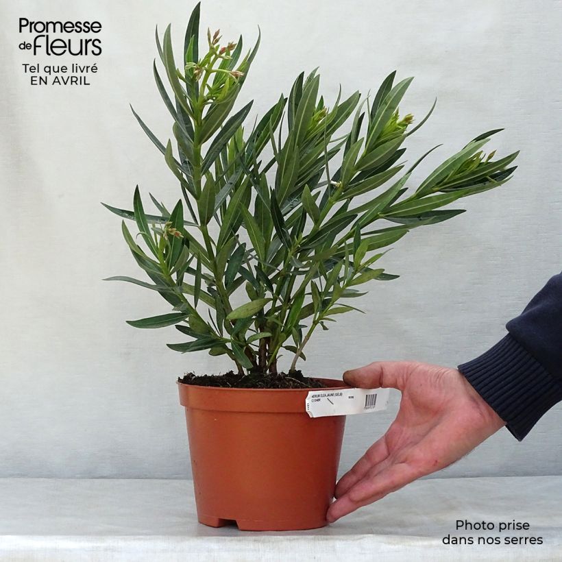 Nerium oleander Yellow - Oleandro Vaso da 2L/3L, A cespuglio esemplare consegnato in primavera