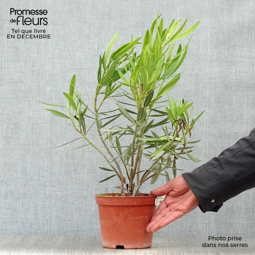 Nerium oleander Yellow - Oleandro Vaso da 2L/3L esemplare consegnato in inverno