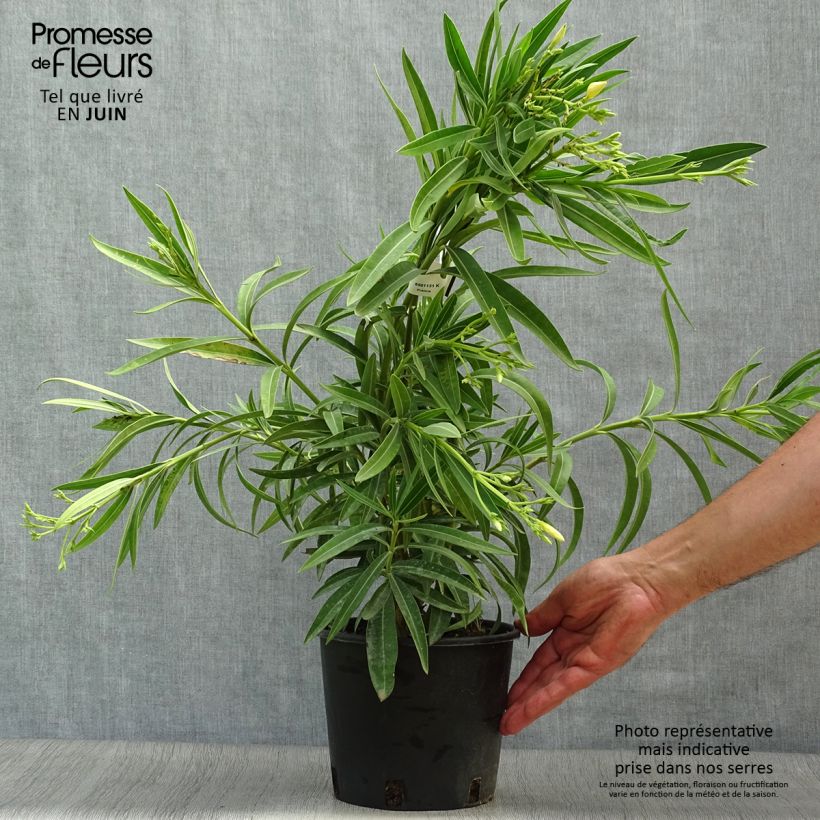 Esemplare di Nerium oleander Yellow - Oleandro Vaso da 2L/3L, A cespuglio consegnato in estate
