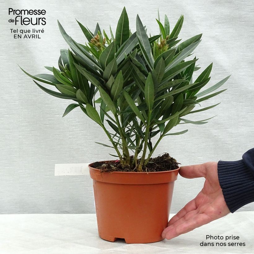 Iris germanica Fashion Statement - Giaggiolo paonazzo Vasetto da 8/9 cm esemplare consegnato in primavera