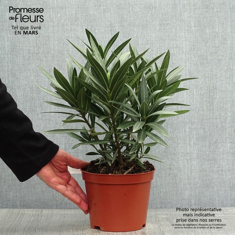 Nerium oleander Double Red - Oleandro Vaso da 2L/3L esemplare consegnato in primavera