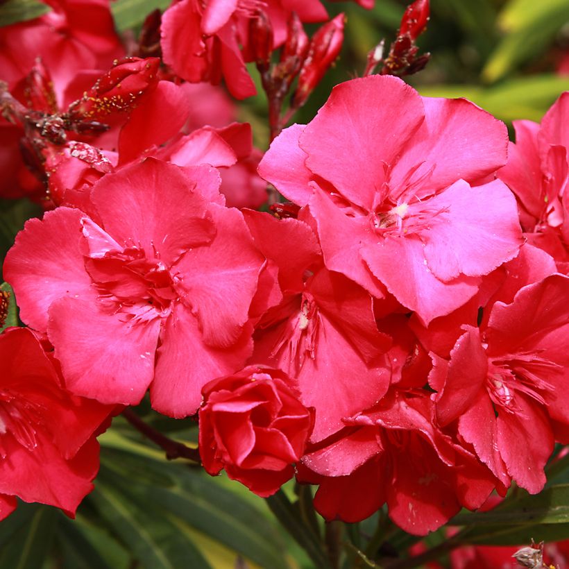 Nerium oleander Double Red - Oleandro (Fioritura)