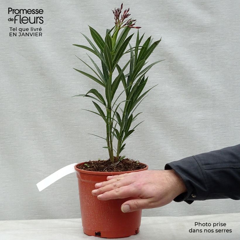 Nerium oleander Simple Red - Oleandro Vaso da 2L/3L esemplare consegnato in inverno