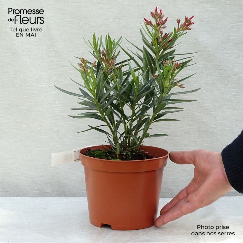 Nerium oleander Salmone - Oleandro Vaso da 2L/3L, A cespuglio esemplare consegnato in primavera