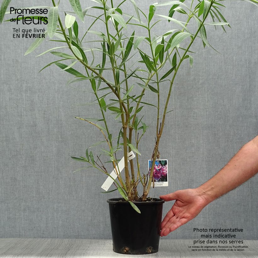 Esemplare di Nerium oleander - Oleandro Vaso da 2L/3L come consegnato in autunno