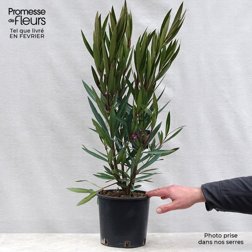 Nerium oleander - Oleandro Vaso da 2L/3L esemplare consegnato in inverno